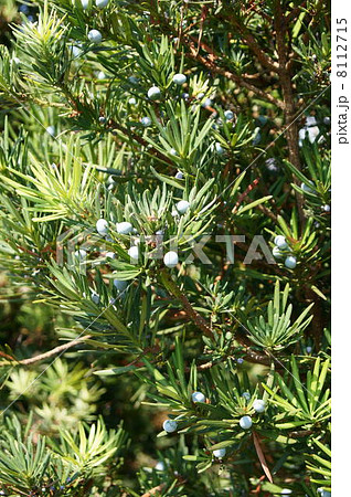 マキ(槇)の実 マキ(槇)の実 8112715