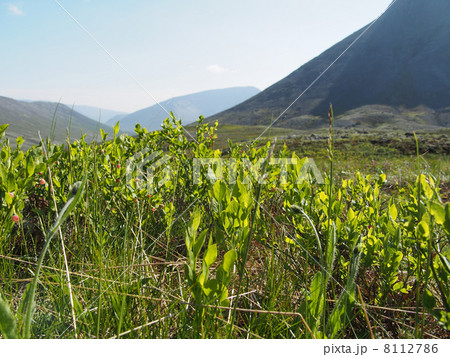Plants in the mountains 8112786