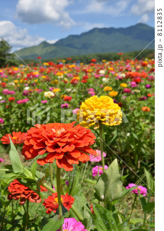 山脈と色取り取りの百日草畑 8112835