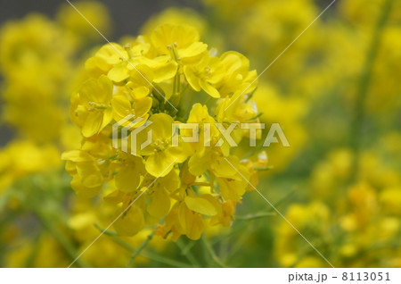 菜の花 菜の花 8113051