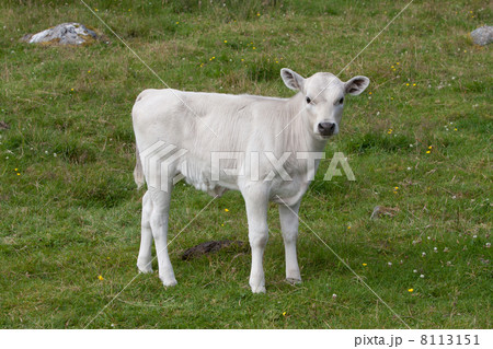 Calf on Runde Island (Norway) Calf on Runde Island (Norway) 8113151