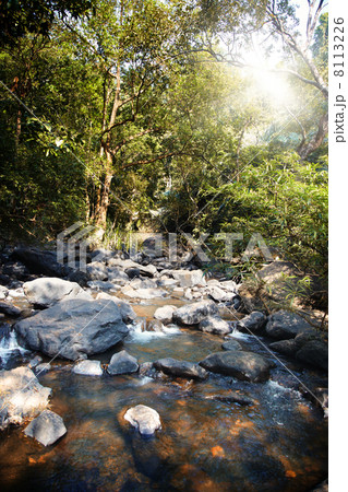 Evening in the forest 8113226