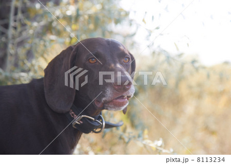 German pointer 8113234