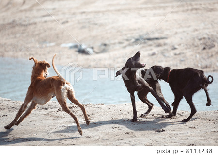 Dog fight 8113238