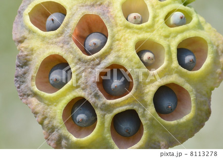 ハスの実 ハスの実 8113278