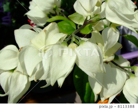 源平臭木　植物　クレロデンドロン 8113388