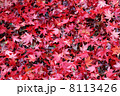 紅葉したもみじのじゅうたん 8113426