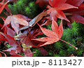 紅葉したもみじと杉苔 8113427