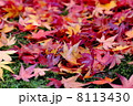 ある上がりのもみじと杉苔 8113430
