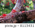 紅葉したもみじの落ち葉 8113431