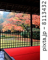 紅葉と赤い毛氈 8113432