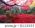真っ赤な紅葉 8113433