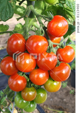 食べ頃のミニトマト(畑) 食べ頃のミニトマト(畑) 8113460