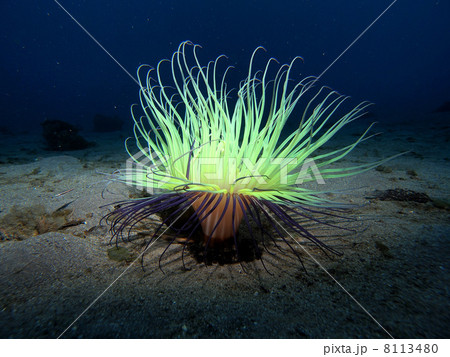 海中ハナギンチャク 海中ハナギンチャク 8113480