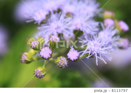 アゲラタムの花 8113797