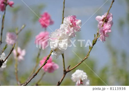 ピンクに色づく源平桃 8113936