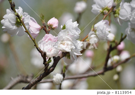 あわく色づく源平桃 あわく色づく源平桃 8113954