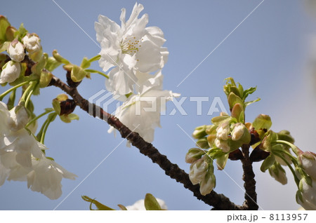 いっぱいにひらく千原桜 8113957