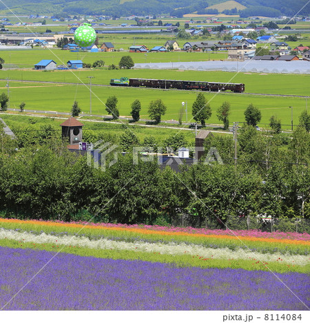 ラベンダー畑とトロッコ列車 8114084