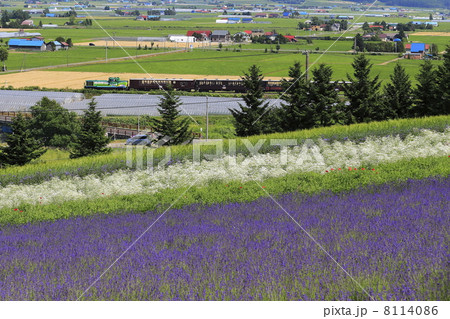 ラベンダー畑とトロッコ列車 8114086