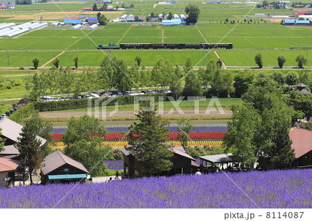 ラベンダー畑とトロッコ列車 ラベンダー畑とトロッコ列車 8114087