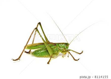 キリギリス キリギリス 8114155