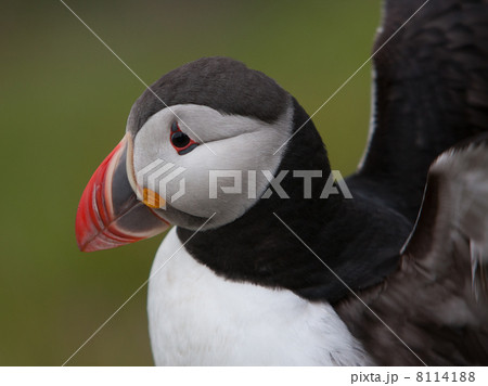 Atlantic Puffin (Fratercula arctica) at Runde island (Norway) 8114188