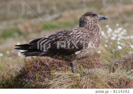 Great Skua (Stercorarius skua) at Runde Island (Norway) 8114202