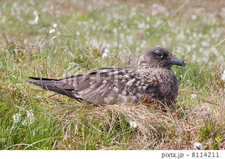 Great Skua (Stercorarius skua) at Runde Island (Norway) Great Skua (Stercorarius skua) at Runde Island (Norway) 8114211