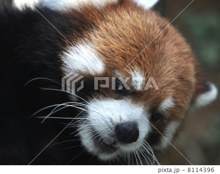可愛いレッサーパンダ 可愛いレッサーパンダ 8114396
