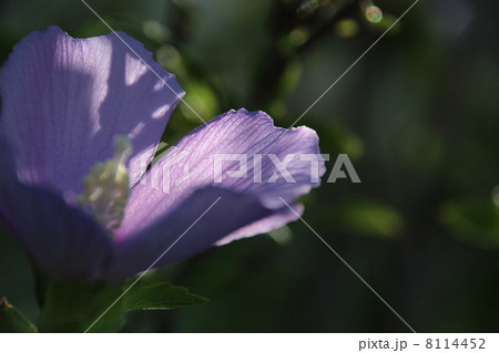 ムクゲの花 8114452