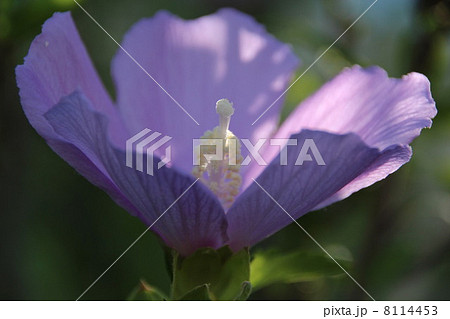 ムクゲの花 ムクゲの花 8114453