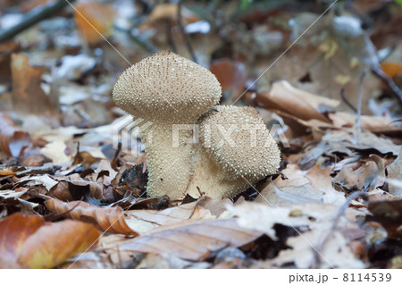 Common Puffballs (Lycoperdon Perlatum) on a forest floor during 8114539