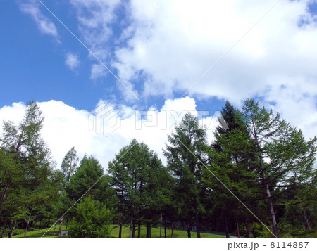森林と青空 8114887