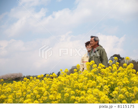 菜の花畑のシニア夫婦 菜の花畑のシニア夫婦 8115175