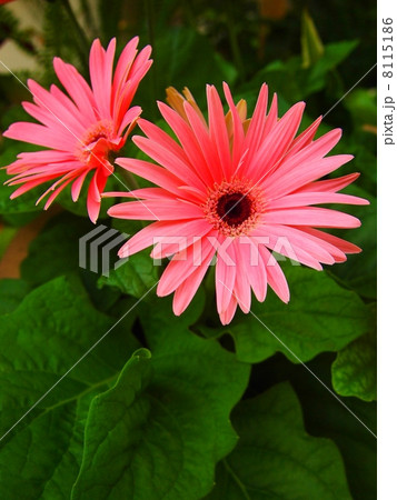 綺麗に咲く2輪のピンクのガーベラ 縦 綺麗に咲く2輪のピンクのガーベラ 縦 8115186