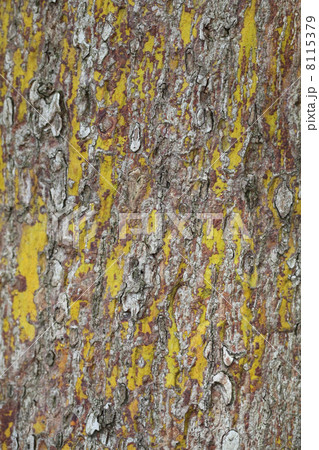 ニッケイの樹皮 8115379