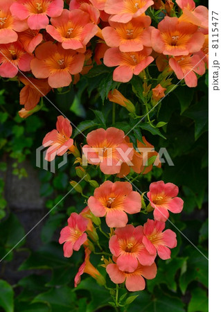 ノウゼンカズラ 8115477