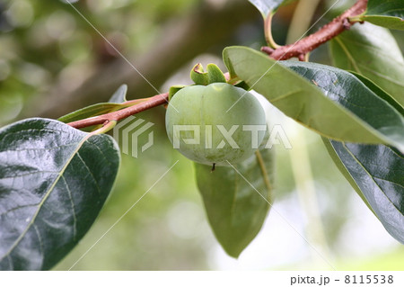 【秋の味覚　次郎柿】 8115538