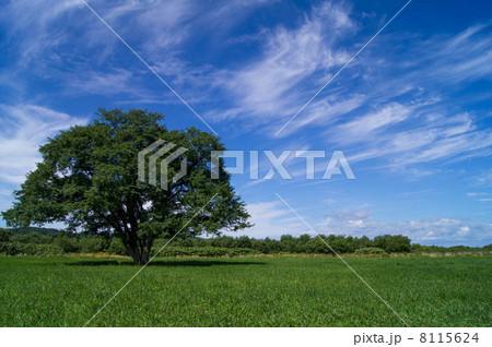 ハルニレと青空 8115624