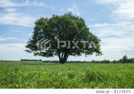 ハルニレの木 8115625