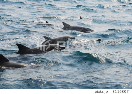 天草イルカウォッチング 天草イルカウォッチング 8116307