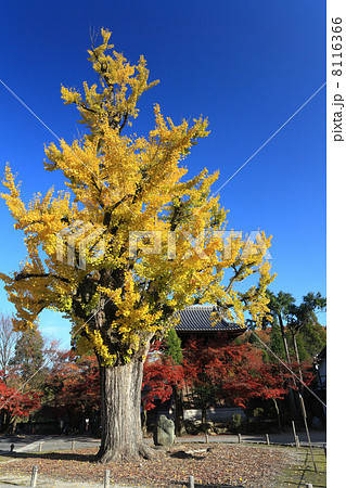 岐阜・多治見市 虎渓山永保寺の大銀杏 岐阜・多治見市 虎渓山永保寺の大銀杏 8116366