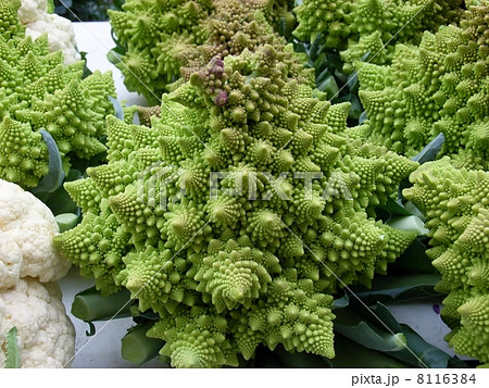 ロマネスコ 8116384