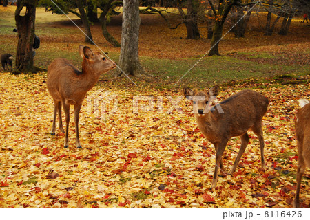 奈良・東大寺の秋 奈良・東大寺の秋 8116426