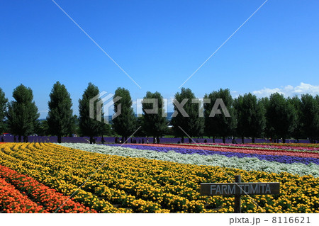 ファーム富田のお花畑 8116621