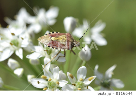 ニラの花とブチヒゲカメムシ ニラの花とブチヒゲカメムシ 8116644