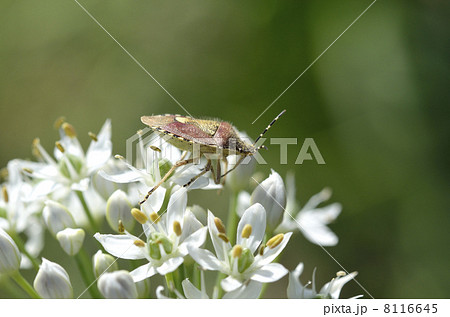 ニラの花とブチヒゲカメムシ 8116645