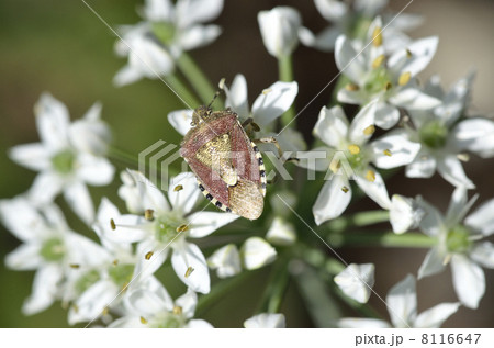 ニラの花とブチヒゲカメムシ ニラの花とブチヒゲカメムシ 8116647