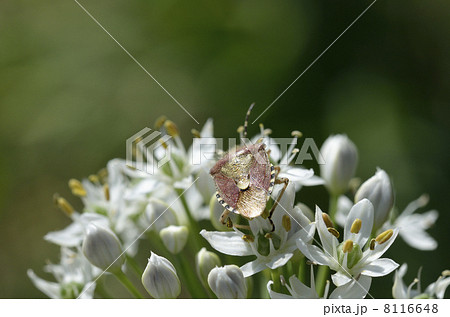 ニラの花とブチヒゲカメムシ ニラの花とブチヒゲカメムシ 8116648
